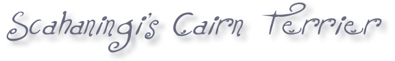 Scahaningi's Cairn Terrier