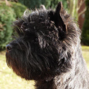 Cairn Terrier dunkelgestromt